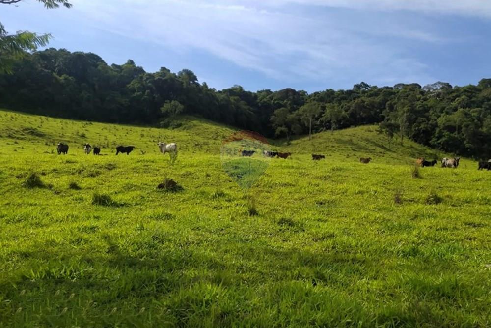 Chácara / Sítio / Fazenda - Venda - Queluzito , Minas Gerais - WhatsApp Image 2025-01-08 at 06.40.37 (1).jpeg - 860421002-442