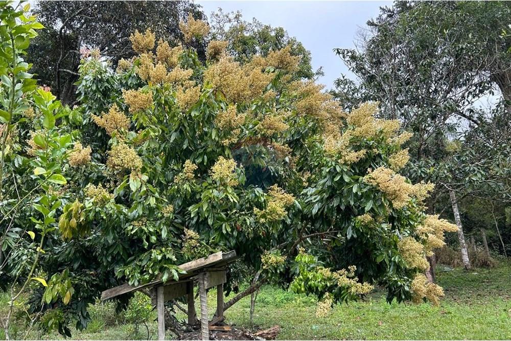 Chácara / Sítio / Fazenda - Venda - Juiz de Fora , Minas Gerais - 0348A937-2722-4793-B824-4EA5C1FC1BFC.jpeg - 860291033-94