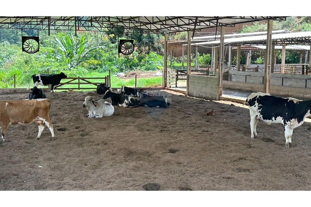 Chácara / Sítio / Fazenda - Venda - Juiz de Fora , Minas Gerais - 3fcf0679-c127-4fe3-b19e-d5e99ee9ef2d.JPG - 860291033-68