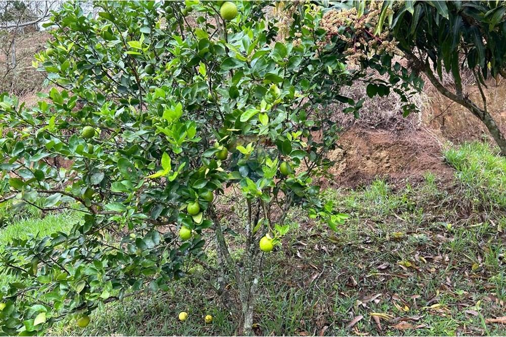 Chácara / Sítio / Fazenda - Venda - Juiz de Fora , Minas Gerais - 15BFD4A6-BE74-4586-A2AF-41C274CA6011.jpeg - 860291033-94