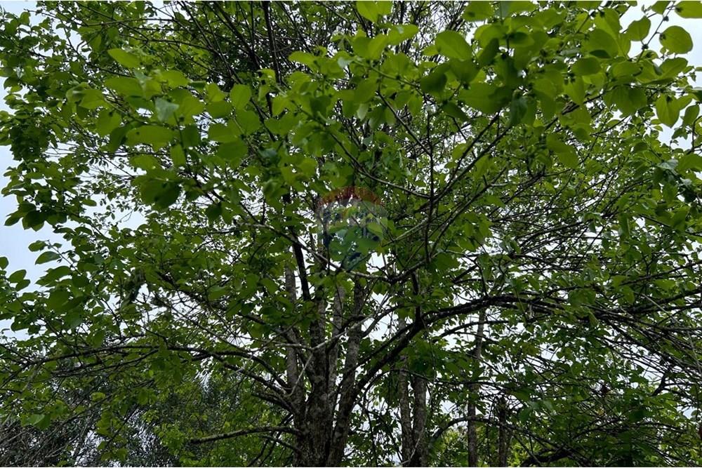 Chácara / Sítio / Fazenda - Venda - Juiz de Fora , Minas Gerais - CEBED530-7B4E-4FE4-A6CC-DF6E131AFE91.jpeg - 860291033-94