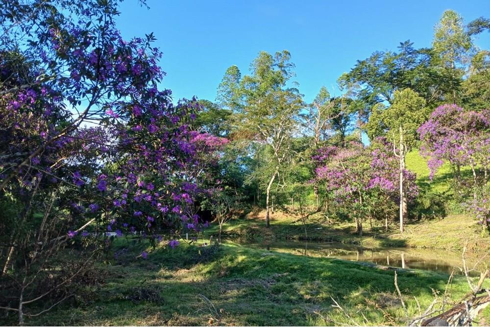 Chácara / Sítio / Fazenda - Venda - Itaverava , Minas Gerais - Imagem do WhatsApp de 2025-10-23 à(s) 08.51.22_62b610c5.jpg - 860421004-1258