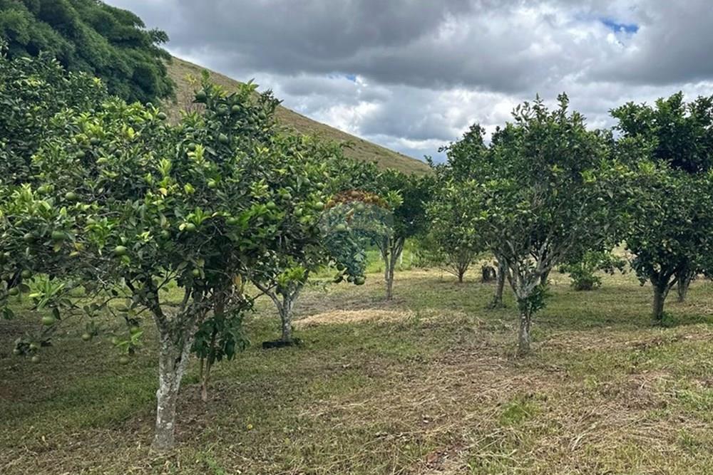 Chácara / Sítio / Fazenda - Venda - Lima Duarte , Minas Gerais - WhatsApp Image 2025-03-31 at 08.26.11.jpeg - 860291033-87