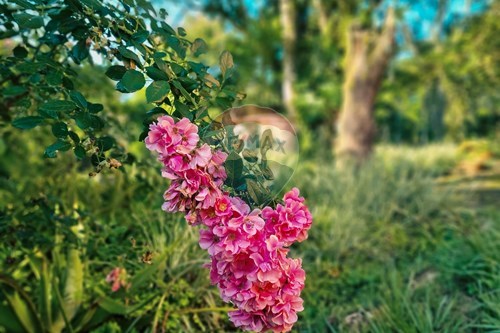 Slider Image Thumbnail