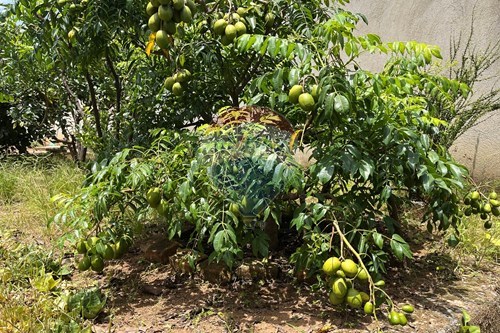 Venda-Terreno-Rua Maria Cândida de Jesus , 239  - Frente Colégio Paquetá  - Paquetá , Belo Horizonte , Minas Gerais , 31330460-870241100-78
