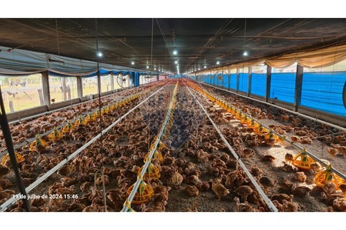 Venda-Chácara / Sítio / Fazenda-Centro , Uberaba , Minas Gerais , 38071180-870291025-115