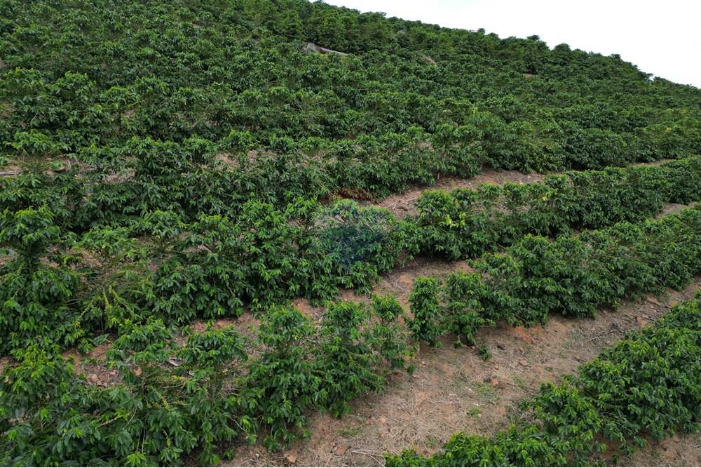 Fazenda - Venda - Caconde , São Paulo - DJI_0065.JPG - 870361041-102