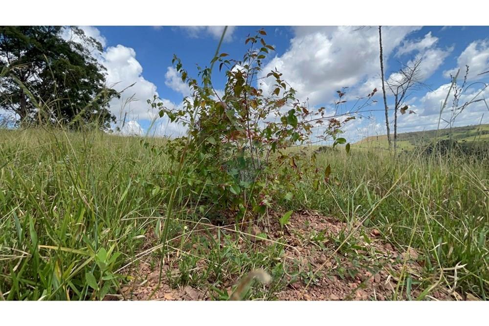 Fazenda - Venda - São Roque de Minas , Minas Gerais - IMG_0965.jpg - 870431039-42