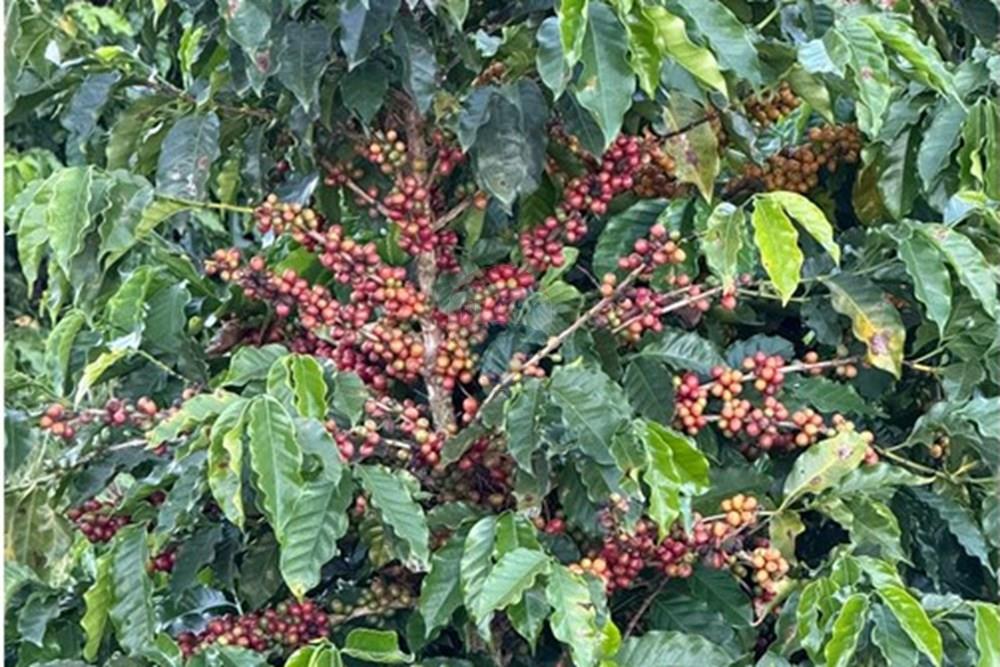 Fazenda - Venda - Ibiá , Minas Gerais - WhatsApp Image 2025-07-07 at 16.23.49 (4).jpeg - 870431012-52