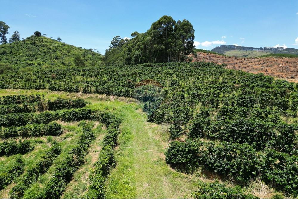 Chácara / Sítio / Fazenda - Venda - São Sebastião da Grama , São Paulo - DJI_0741.JPG - 870361041-98