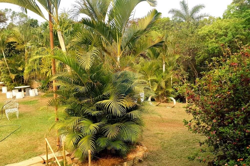 Chácara / Sítio / Fazenda - Venda - Nova Lima , Minas Gerais - Foto Sítio espreguiçadeiras em volta da piscina campo do Pires.jpg - 870241097-13
