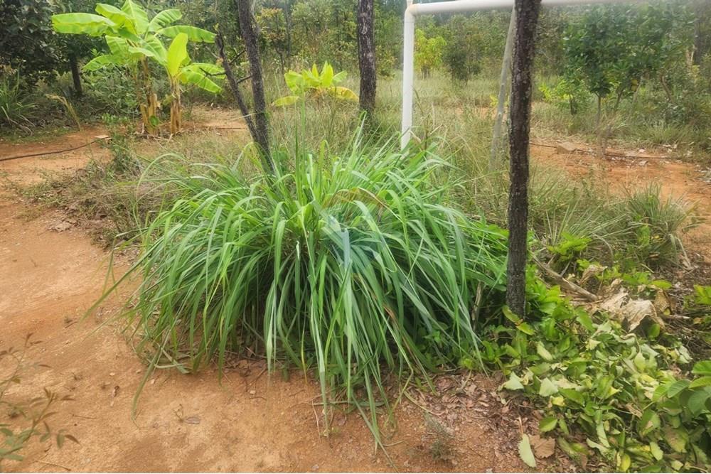 Chácara / Sítio / Fazenda - Venda - Curvelo , Minas Gerais - b833ad28-fd2c-407c-a3cf-a6270633b113.jpeg - 870241024-65