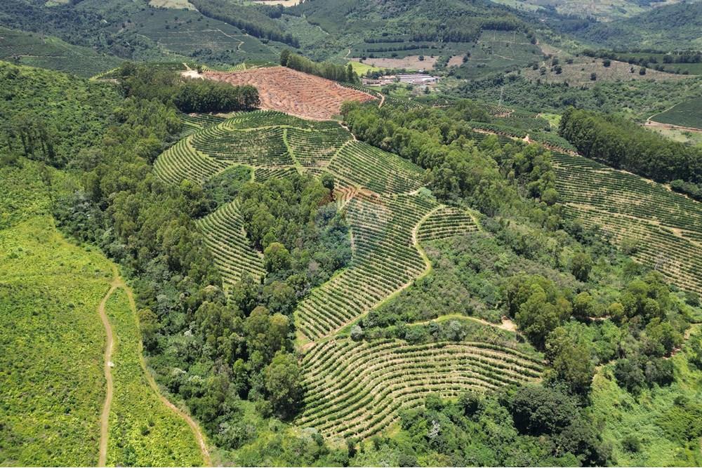 Chácara / Sítio / Fazenda - Venda - São Sebastião da Grama , São Paulo - DJI_0715.JPG - 870361041-98
