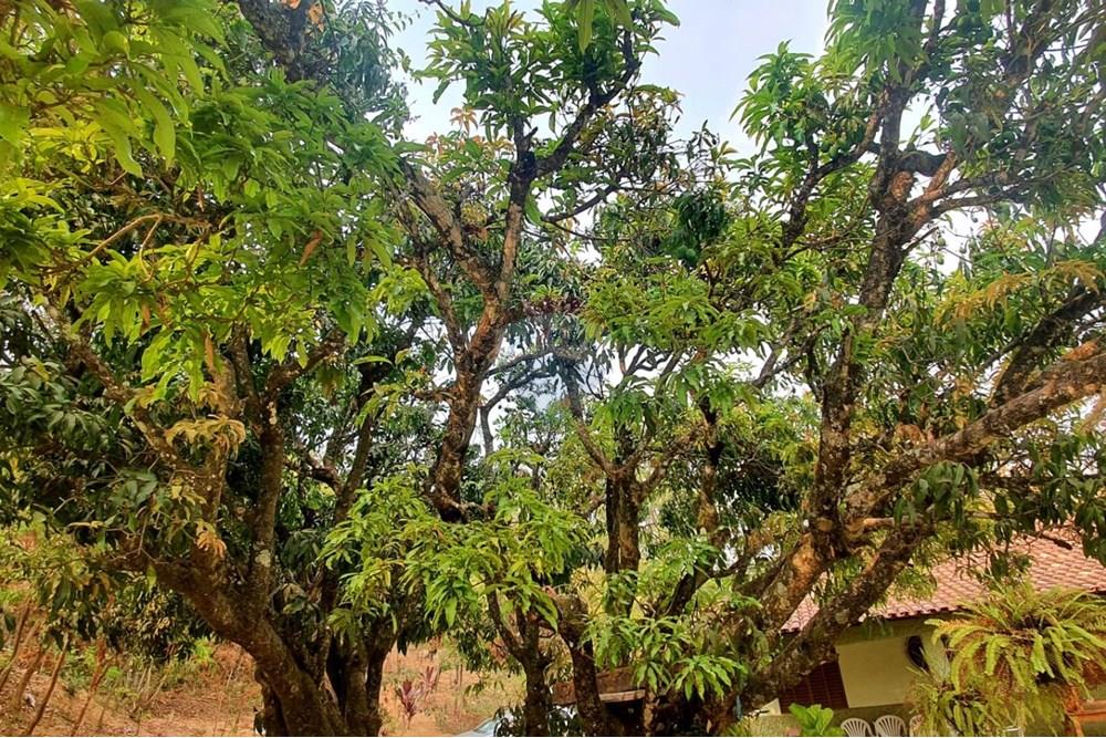 Chácara / Sítio / Fazenda - Venda - Nova Lima , Minas Gerais - Foto Sítio árvores campo do Pires.jpg - 870241097-13