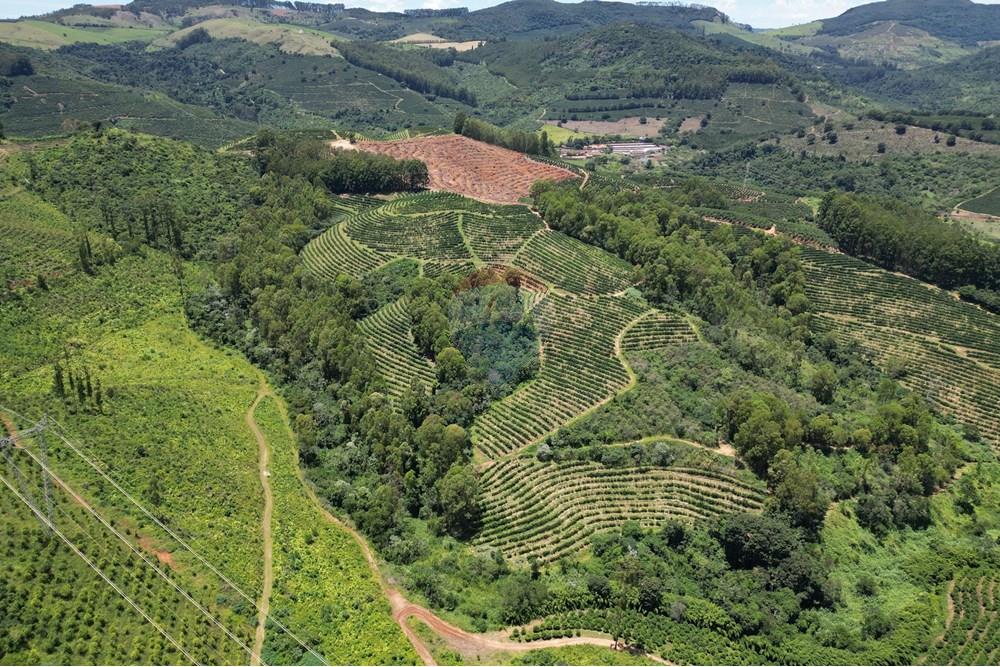 Chácara / Sítio / Fazenda - Venda - São Sebastião da Grama , São Paulo - DJI_0716.JPG - 870361041-98