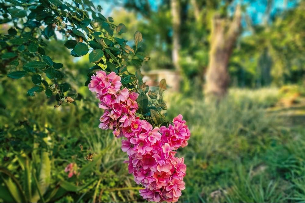 Chácara / Sítio / Fazenda - Venda - São Sebastião do Paraíso , Minas Gerais - c18.jpg - 870291002-306