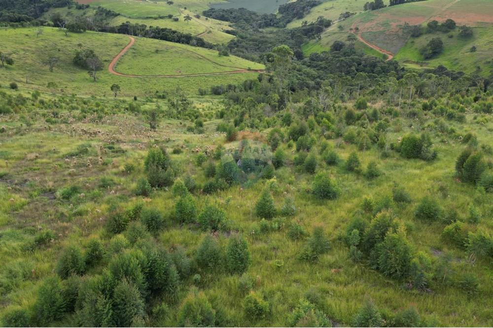 Fazenda - Venda - Bandeira do Sul , Minas Gerais - DJI_0809.JPG - 870361041-103