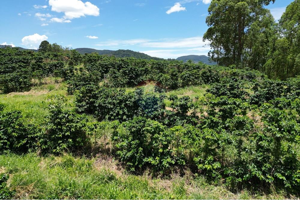 Chácara / Sítio / Fazenda - Venda - São Sebastião da Grama , São Paulo - DJI_0740.JPG - 870361041-98