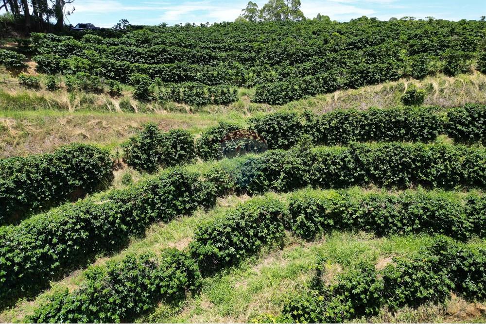Chácara / Sítio / Fazenda - Venda - São Sebastião da Grama , São Paulo - DJI_0707.JPG - 870361041-98