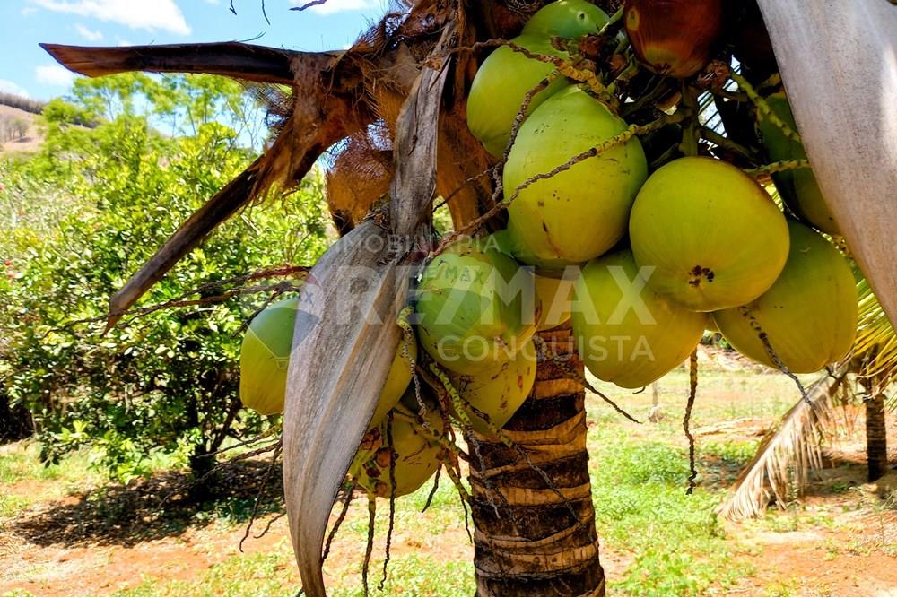 Chácara / Sítio / Fazenda - Venda - Ipanema , Minas Gerais - 0_image_0_watermark_qua._29102025_111949.jpg - 870451004-107