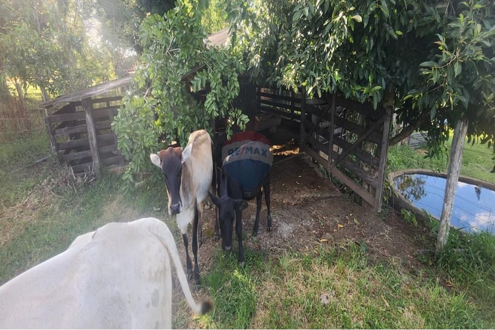 Chácara / Sítio / Fazenda - Venda - Uberaba , Minas Gerais - 14 Sítio Venda 690 mil com 20.300m² em Rio Claro, próximo a Uberaba na Remax 870291025-102.jpg - 870291025-102