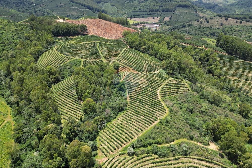 Chácara / Sítio / Fazenda - Venda - São Sebastião da Grama , São Paulo - DJI_0714.JPG - 870361041-98
