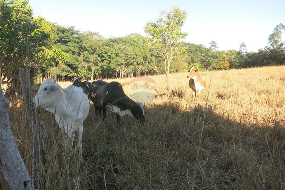 Chácara / Sítio / Fazenda - Venda - Pedro Leopoldo , Minas Gerais - IMG_3983.JPG - 870411101-6