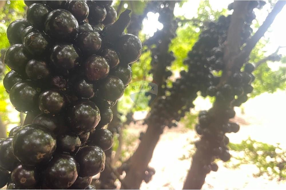 Chácara / Sítio / Fazenda - Venda - Araxá , Minas Gerais - 09.jpg - 870431045-24