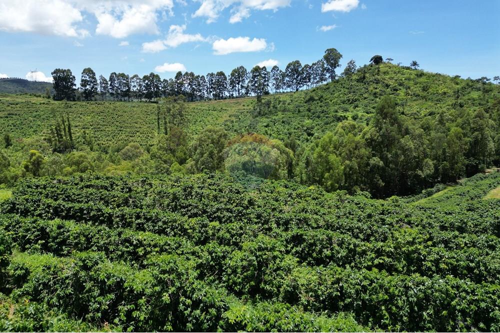 Chácara / Sítio / Fazenda - Venda - São Sebastião da Grama , São Paulo - DJI_0743.JPG - 870361041-98
