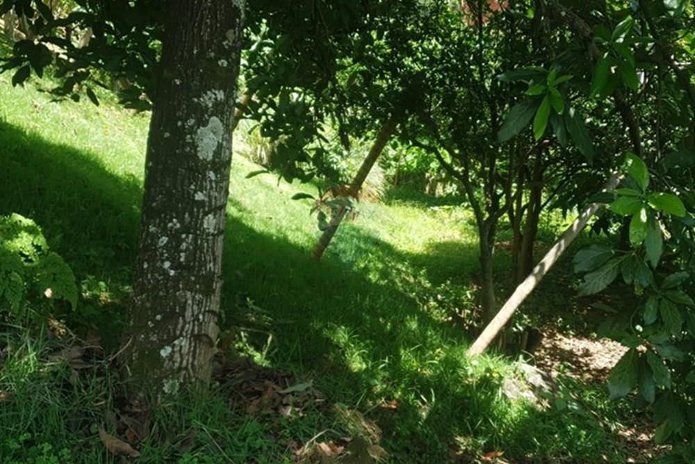 Terreno - Venda - Nova Lima , Minas Gerais - foto Lote pé de manga e abacate.jpg - 870241097-28