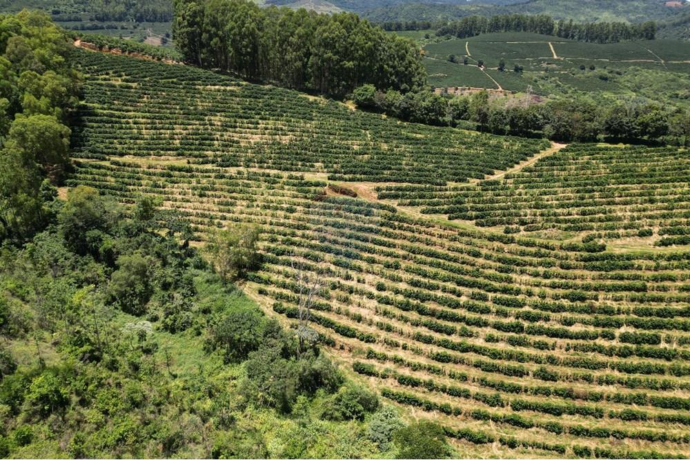 Chácara / Sítio / Fazenda - Venda - São Sebastião da Grama , São Paulo - DJI_0703.JPG - 870361041-98