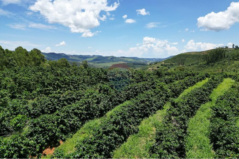 Chácara / Sítio / Fazenda - Venda - São Sebastião da Grama , São Paulo - DJI_0748.JPG - 870361041-98