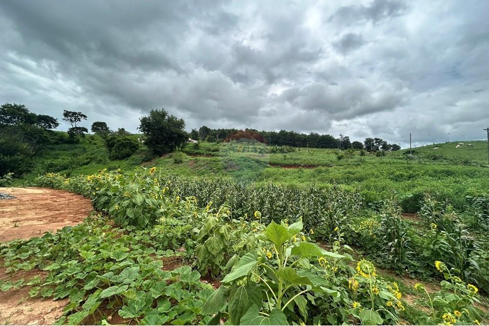 Chácara / Sítio / Fazenda - Venda - Governador Valadares , Minas Gerais - IMG_7905.JPEG - 870671017-71