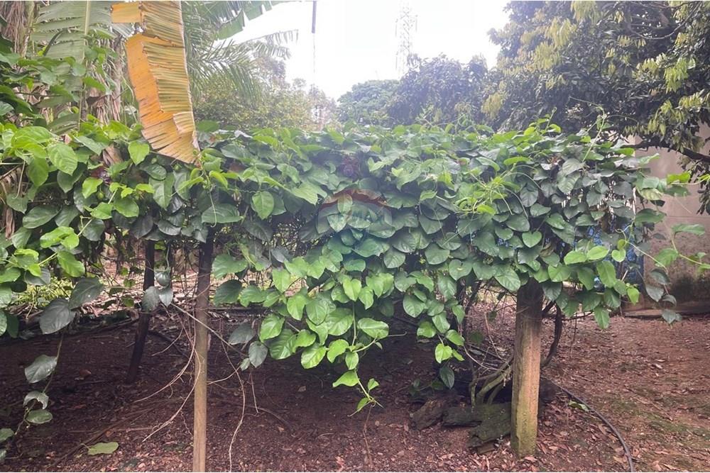 Chácara / Sítio / Fazenda - Venda - Araxá , Minas Gerais - IMG-20241202-WA0009.jpg - 870431045-24