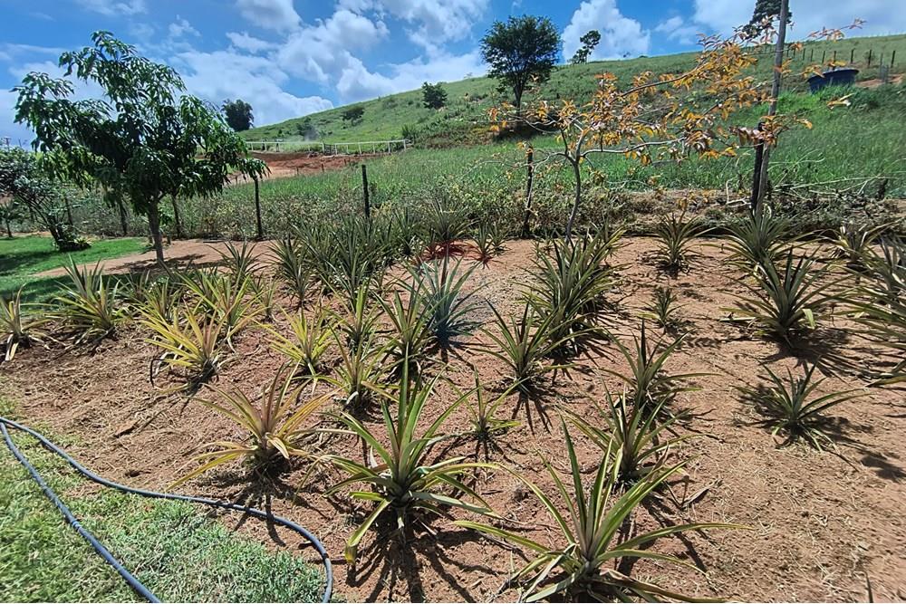 Chácara / Sítio / Fazenda - Venda - Governador Valadares , Minas Gerais - IMG_20250329_110338147_HDR.jpg - 870671027-7