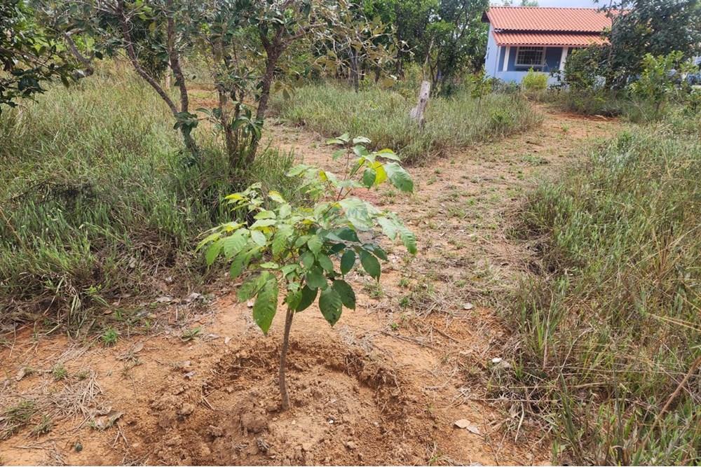 Chácara / Sítio / Fazenda - Venda - Curvelo , Minas Gerais - 2a729f09-f943-4988-ab0f-255263b734fd.jpeg - 870241024-65