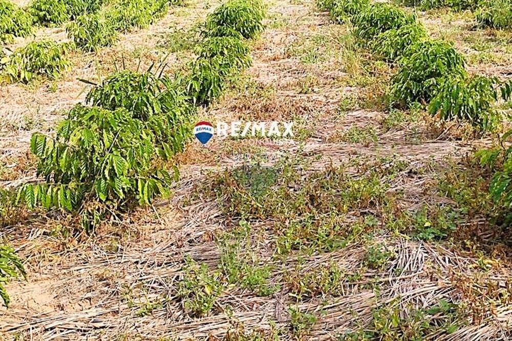 Chácara / Sítio / Fazenda - Venda - Ipanema , Minas Gerais - 5_IMG_20240515_085559_watermark_dom._23062024_101021.jpg - 870451001-121