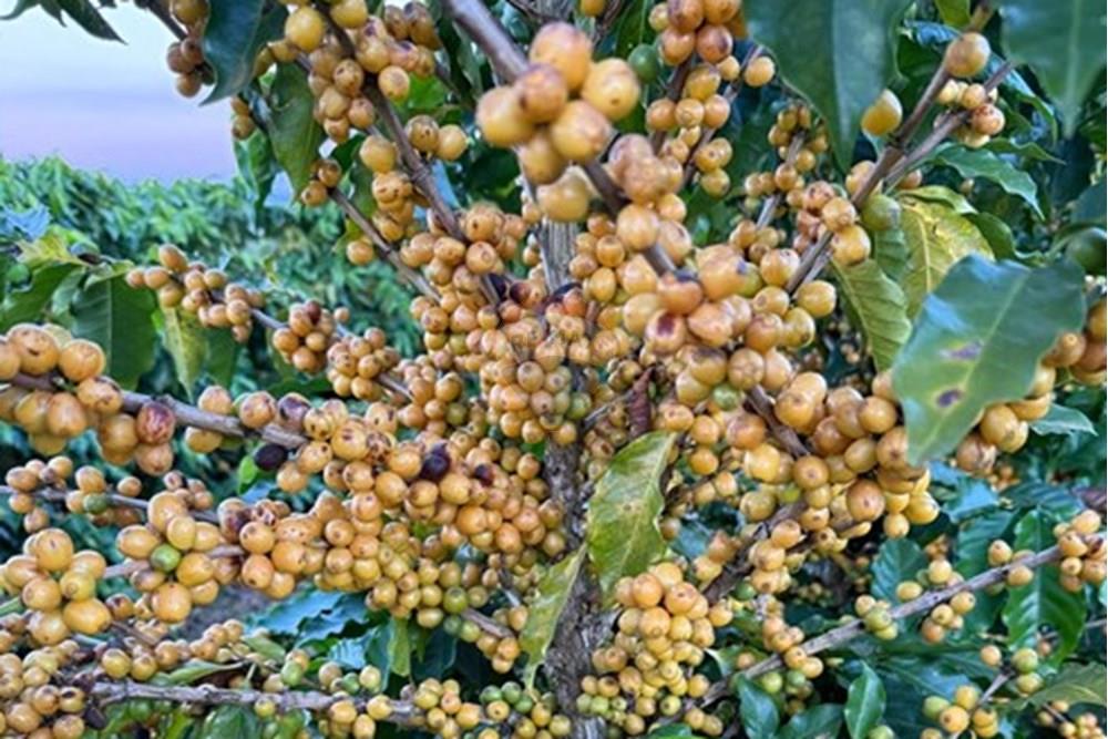 Fazenda - Venda - Ibiá , Minas Gerais - WhatsApp Image 2025-07-07 at 16.23.49 (7).jpeg - 870431012-52