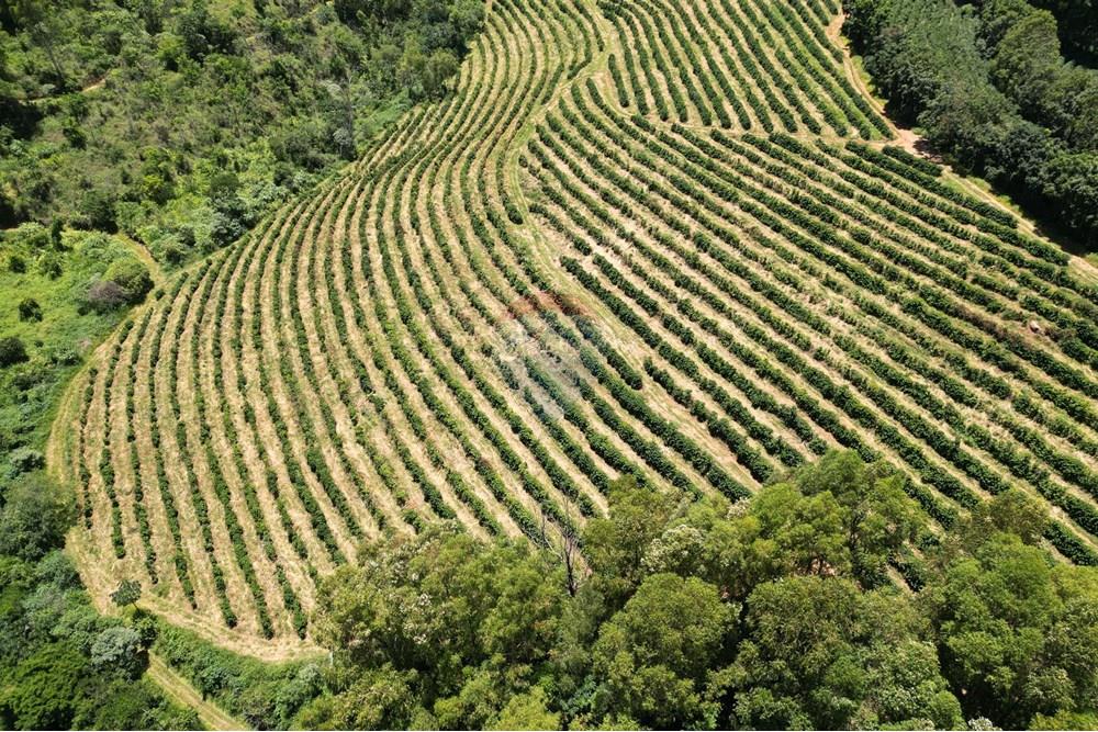 Chácara / Sítio / Fazenda - Venda - São Sebastião da Grama , São Paulo - DJI_0694.JPG - 870361041-98
