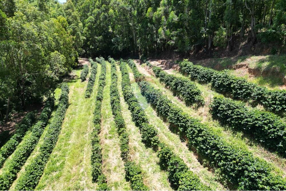 Chácara / Sítio / Fazenda - Venda - São Sebastião da Grama , São Paulo - DJI_0706.JPG - 870361041-98