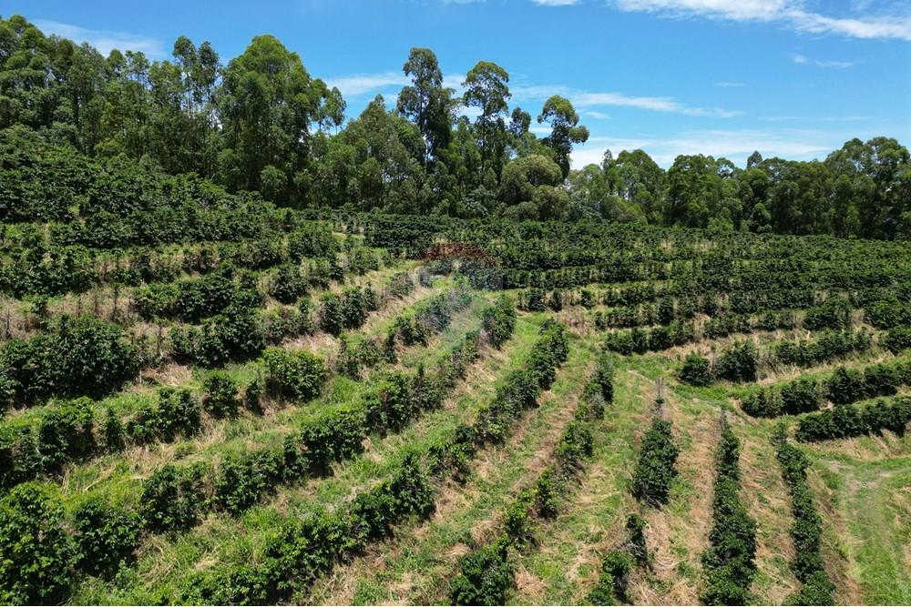 Chácara / Sítio / Fazenda - Venda - São Sebastião da Grama , São Paulo - DJI_0736.JPG - 870361041-98