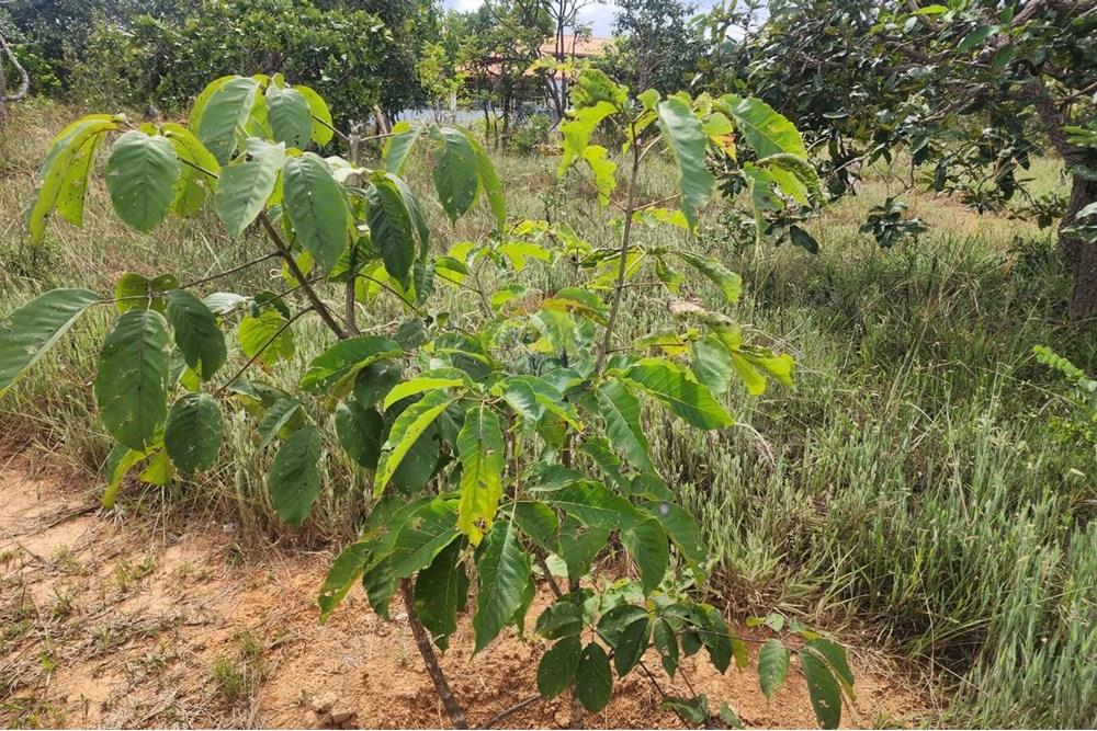 Chácara / Sítio / Fazenda - Venda - Curvelo , Minas Gerais - 4b5db60d-4d7a-4284-879b-205e4301298c.jpeg - 870241024-65