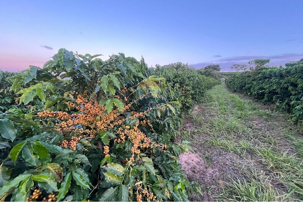 Fazenda - Venda - Ibiá , Minas Gerais - WhatsApp Image 2025-07-07 at 16.23.49 (6).jpeg - 870431012-52