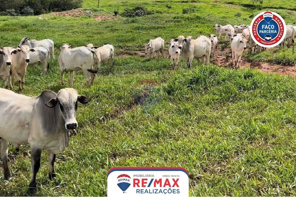 Chácara / Sítio / Fazenda - Venda - Patos de Minas , Minas Gerais - 12.jpg - 870631011-31