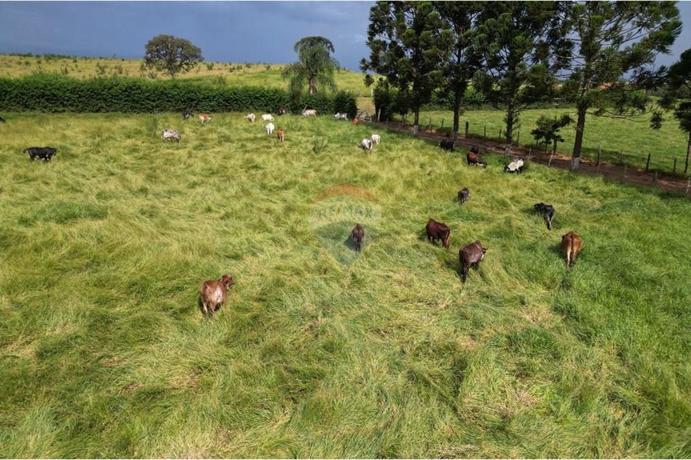 Chácara / Sítio / Fazenda - Venda - Andradas , Minas Gerais - WhatsApp Image 2025-07-25 at 10.35.46 (1).jpeg - 870361041-118