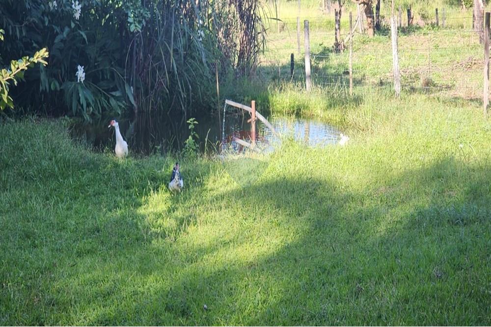 Chácara / Sítio / Fazenda - Venda - Uberaba , Minas Gerais - 12 Sítio Venda 690 mil com 20.300m² em Rio Claro, próximo a Uberaba na Remax 870291025-102.jpg - 870291025-102