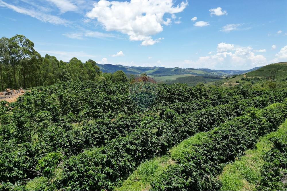 Chácara / Sítio / Fazenda - Venda - São Sebastião da Grama , São Paulo - DJI_0747.JPG - 870361041-98