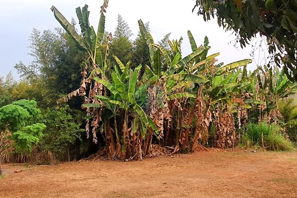 Chácara / Sítio / Fazenda - Venda - Nova Lima , Minas Gerais - Foto Sítio bananal campo do Pires.jpg - 870241097-13