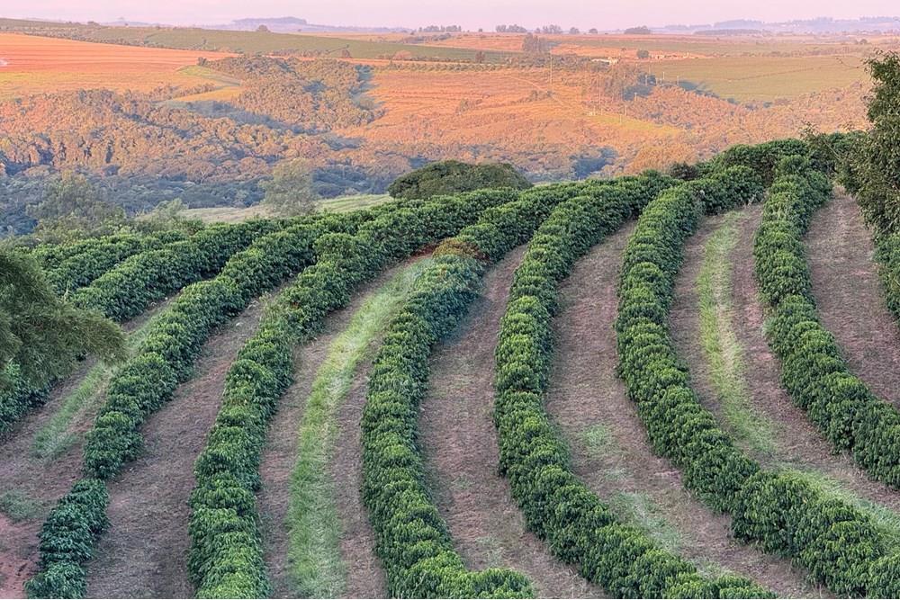 Fazenda - Venda - Ibiá , Minas Gerais - WhatsApp Image 2025-07-07 at 16.23.49.jpeg - 870431012-52