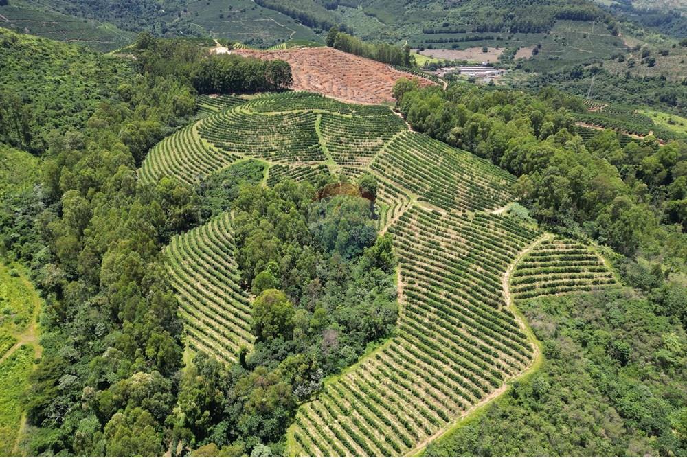 Chácara / Sítio / Fazenda - Venda - São Sebastião da Grama , São Paulo - DJI_0713.JPG - 870361041-98